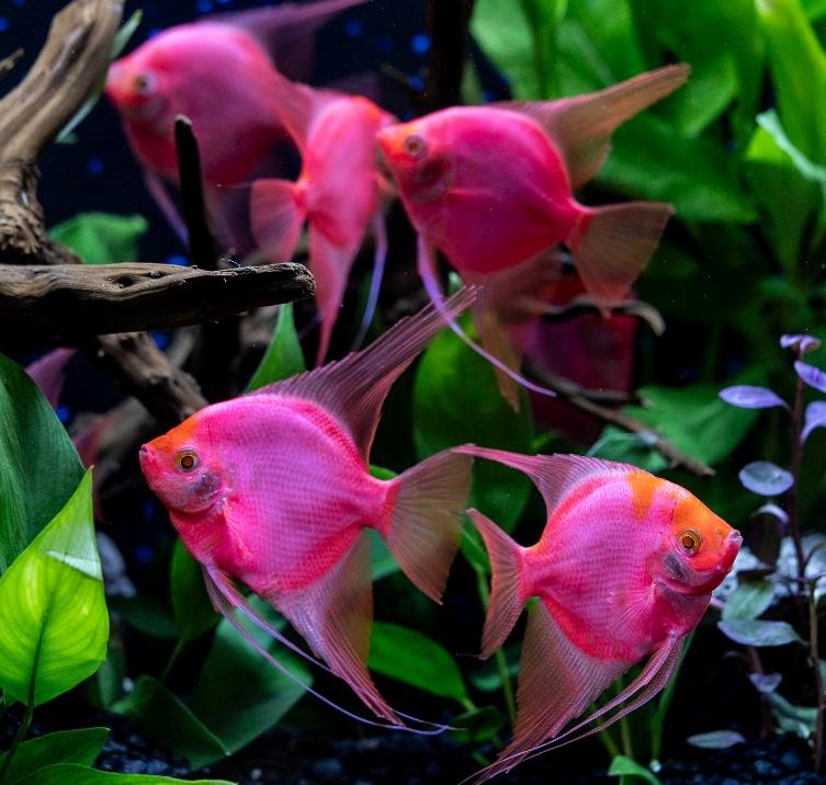 Angelfish - Glo Starfire Red - Large-LIMIT 4 PER ORDER